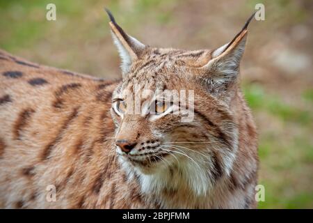 Dettagliato di close-up di adulto eursian lince in autunno foresta con sfondo sfocato. In via di estinzione mammifero predator in ambiente naturale. Scenario della fauna selvatica Foto Stock