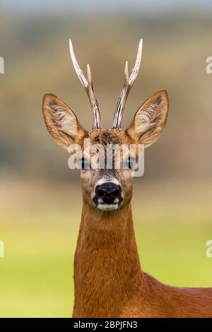 Ritratto di un Capriolo, Capreolus capreolus, buck in estate con chiaro sfondo sfocato. Dettaglio della testa rebuck. Chiusa di animali selvatici in naturale Foto Stock