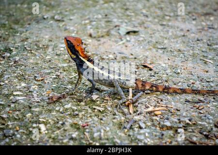 Crested Lizard nella giungla, Khao Sok National Park, Thailandia Foto Stock