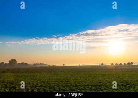 alba colorata su campo di insalate al mattino Foto Stock