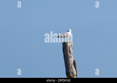Gull permanente sulla palizzata da "Delta del Po' laguna. Natura italiana. Birdwatching Foto Stock