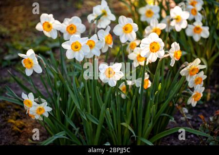 Bellissimi fiori primaverili di narcisi o narcisi crescono nel giardino su un letto di fiori Foto Stock