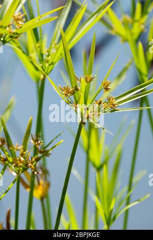 Cyperus alternifolius, ombrello papiro, ombrello, protezione o ombrello palma Foto Stock