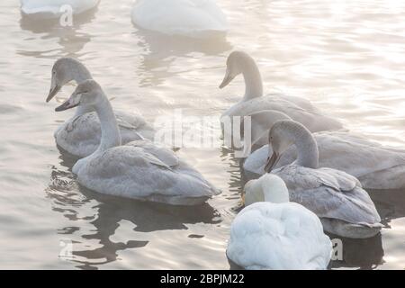 Gruppo di Bella bianca cigni convulsa nuoto in nonfreezing lago d'inverno. Età degli uccelli con la loro covata giovane, il concetto di famiglia Foto Stock