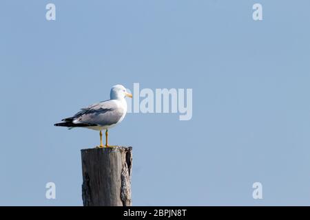 Gull permanente sulla palizzata da "Delta del Po' laguna. Natura italiana. Birdwatching Foto Stock