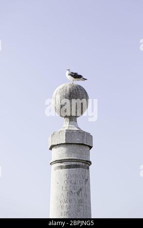 Seagull appollaiato su un post nel mare, il dettaglio di un uccello che vive in mare, selvaggio e animale gratuito, spiaggia Foto Stock