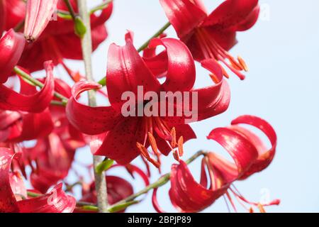 Rosso intenso, lilium a macchie "velluto rosso", Lily "velluto rosso" Foto Stock