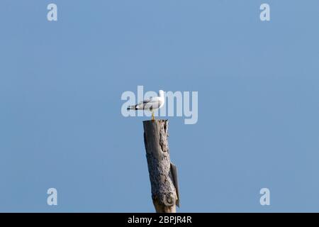 Gull permanente sulla palizzata da "Delta del Po' laguna. Natura italiana. Birdwatching Foto Stock