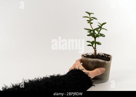 Spaccato di donna mano azienda una crescita verde di piante succulente in un moderno vaso di vetro con prodotti freschi e del terreno naturale - Concetto di cura ambientale, vita nuova Foto Stock