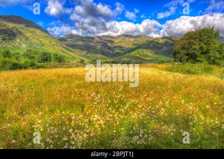 Daisy Field con montagne e nuvole Langdale Valley il Lake District UK in estate Foto Stock