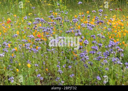 Primo piano di fiori selvatici fioriti in un confine al confine di un parco in Inghilterra, Regno Unito. Concime verde Phacelia Foto Stock