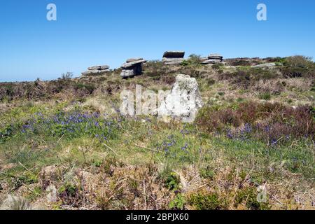 Bluebells a Sperris Quoit, Ancient Burial Chamber o 'Dolmen', Cornovaglia UK Foto Stock