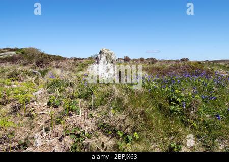 Bluebells a Sperris Quoit, Ancient Burial Chamber o 'Dolmen', Cornovaglia UK Foto Stock