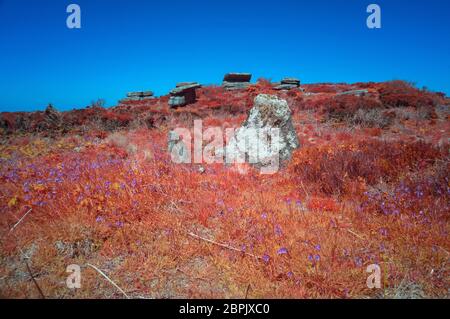 Bluebells a Sperris Quoit, Ancient Burial Chamber, Cornovaglia UK Foto Stock