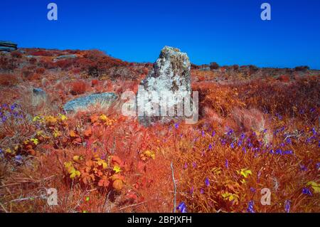 Bluebells a Sperris Quoit, Ancient Burial Chamber, Cornovaglia UK Foto Stock