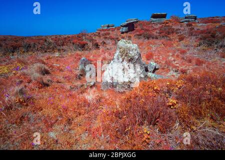 Bluebells a Sperris Quoit, Ancient Burial Chamber, Cornovaglia UK Foto Stock