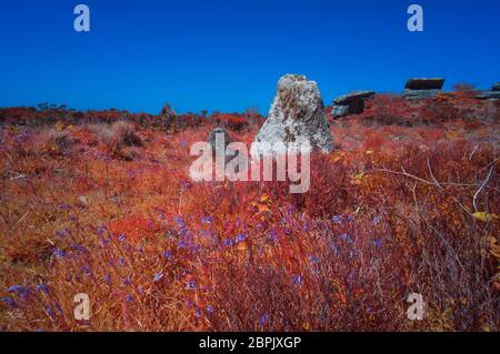 Bluebells a Sperris Quoit, Ancient Burial Chamber, Cornovaglia UK Foto Stock