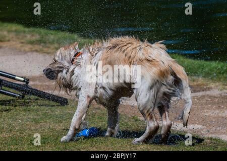 Londra, Regno Unito. 19 maggio 2020. Una donna esercita il suo cane nel lago di barca modello - la gente gode il sole su Clapham comune dopo che il governo ha allentato le restrizioni e ha permesso alla gente di incontrarsi - Lambeth Consiglio hanno sostituito i segni per dire stare allerta e per permettere alle persone di sedersi sulle panchine. Il "blocco" continua per l'epidemia di Coronavirus (Covid 19) a Londra. Credit: Guy Bell/Alamy Live News Foto Stock