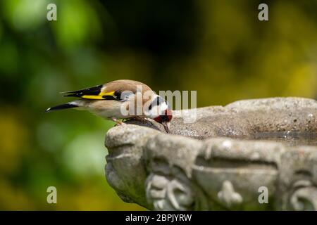 Goldfinch- Carduelis carduelis prende una bevanda dal bagno degli uccelli. Molla Foto Stock