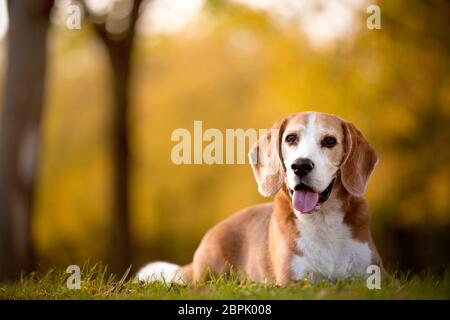 Ritratto di un cane beagle in luce autunnale Foto Stock