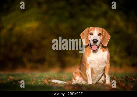 Ritratto di un cane beagle in luce autunnale Foto Stock