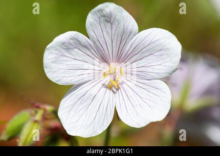 Il fiore di una becco di gru 'Kashmir White' (Geranium clarkei 'Kashmir White') Foto Stock