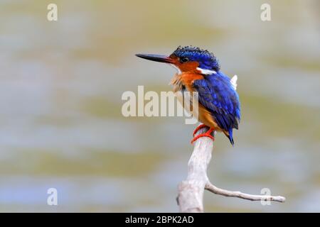 Madagascar bellissimo uccello kingfisher, Corythornis vintsioides, seduto su un ramo. Ankarafantsika Parco nazionale del Madagascar wildlife, Africa Foto Stock