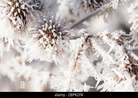 Thistle in inverno coperto di lunghi cristalli di ghiaccio dal congelamento di nebbia. Macro close up di gelo su una pianta di giardino Foto Stock