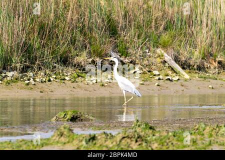 Airone cenerino all'interno di fiume Po laguna, paesaggio italiano. Natura Foto Stock
