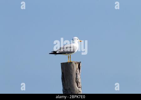 Gull permanente sulla palizzata da "Delta del Po' laguna. Natura italiana. Birdwatching Foto Stock