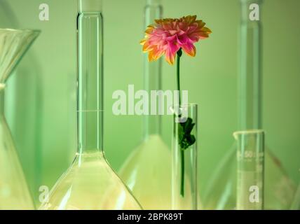 Dettaglio shot che mostra una varietà di articoli di vetreria di laboratorio comprendente una testa di fiori in un ambiente verde Foto Stock