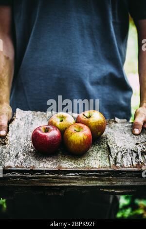 Frutta e verdura. Gli agricoltori le mani con appena raccolto le mele. Foto Stock