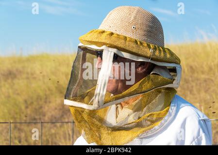 Vista ingrandita di un apicoltore vicino a Buffalo, Wyoming Foto Stock