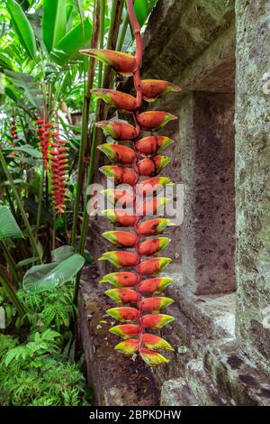 (Heliconia rostrata), fiore tropicale Heliconia pende verticalmente vicino al vecchio muro del tempio nella giungla selvaggia. È conosciuto anche come artigli di aragosta, touca Foto Stock