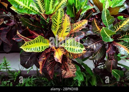 Cromatura colorata, Laurel variegato, primo piano di foglie di Croton, pianta a Bali, foglie di Croton è un bell'albero ornamentale. Foglie di Croton colorate per Foto Stock