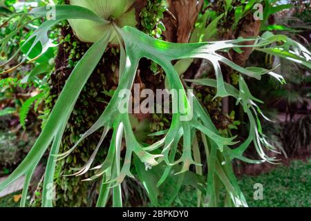 Primo piano di una felce di stalhorn, platycerium, tropicale Elkhorn crebbe sul ramo di albero nella foresta tropicale, pianta parassita su un albero a Bali, Indone Foto Stock
