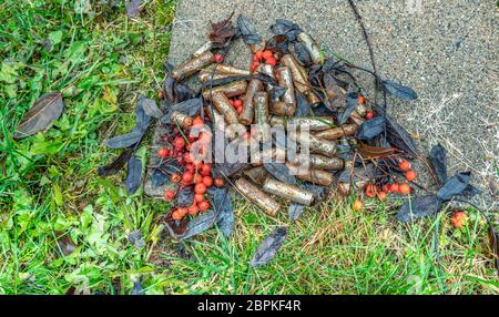 Scarico molto arrugginito perdite batterie alcaline gettate in modo errato via all'erba sul parcheggio, non riciclate, stanno avvelenando l'ambiente, gettato in n Foto Stock