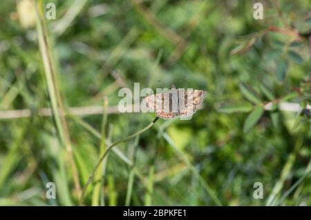 Farfalla dello skipper (Erynnis tages) Foto Stock