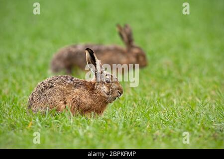 Lepre marrone europeo, lepus europaeus in estate con sfondo verde offuscato. Dettaglio primo piano di coniglio selvatico. Foto Stock