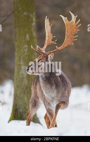 Daino selvaggio, dama, maschio in piedi nella neve. Vista frontale di un animale maestoso nella foresta invernale. Foto Stock