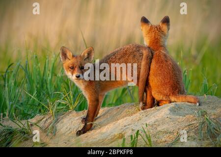 Red Fox, vulpes vulpes, piccoli cuccioli di giovani vicino a den giocando. Carino piccolo predatori selvatici in ambiente naturale. Baby animali nel deserto. Foto Stock