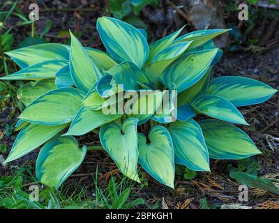 Hosta pianta con foglie variegate colorate verdi e gialle che crescono in un giardino Foto Stock