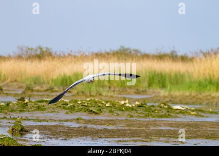 Airone cenerino all'interno di fiume Po laguna, paesaggio italiano. Natura Foto Stock