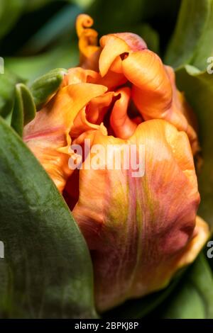 Guardando nel fiore di un tulipano di pappagallo fiammato giallo-arancio Foto Stock