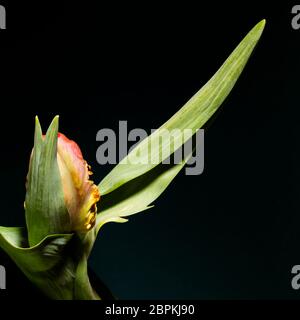 Guardando nel fiore di un tulipano di pappagallo fiammato giallo-arancio Foto Stock