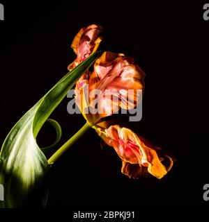 Guardando nel fiore di un tulipano di pappagallo fiammato giallo-arancio Foto Stock