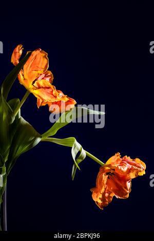 Guardando nel fiore di un tulipano di pappagallo fiammato giallo-arancio Foto Stock