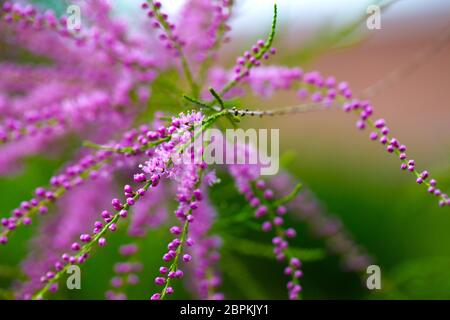 I rami di un'insolita arbusto Tamarix tetrandra. Profondità di campo. Foto Stock