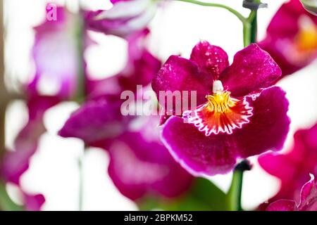 Selrcted giardino di fiori di orchidea per il decor e la bellezza Foto Stock
