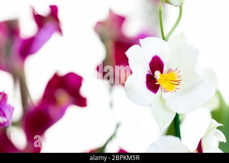 Selrcted giardino di fiori di orchidea per il decor e la bellezza Foto Stock